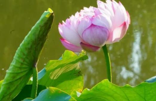 南京的氣候和蘇州差異大嗎?南京2024年夏天晚上八點(diǎn)天黑了嗎 南京的氣候和蘇州差異大嗎?南京2024年夏天晚上八點(diǎn)天黑了嗎