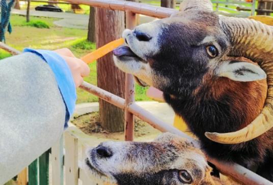 ��hҰ��������������IƱ����hҰ������������@����