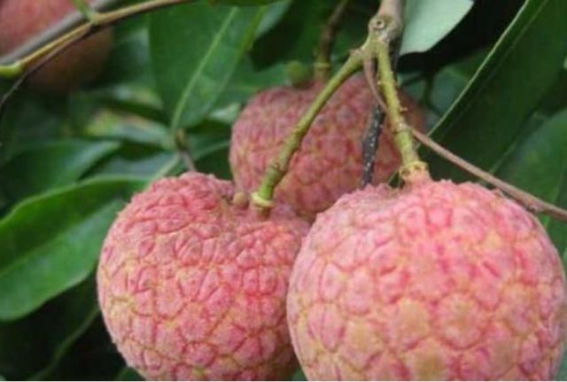 吃荔枝的好處 吃荔枝的注意事項 吃荔枝的好處 吃荔枝的注意事項