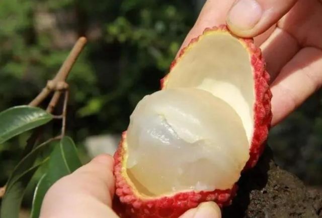 鮮荔枝不能和什么一起吃 鮮荔枝怎么保存 鮮荔枝不能和什么一起吃 鮮荔枝怎么保存