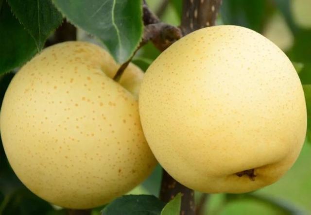 吃荔枝不上火怎么做 上火嘴唇起泡怎么辦 吃荔枝不上火怎么做 上火嘴唇起泡怎么辦