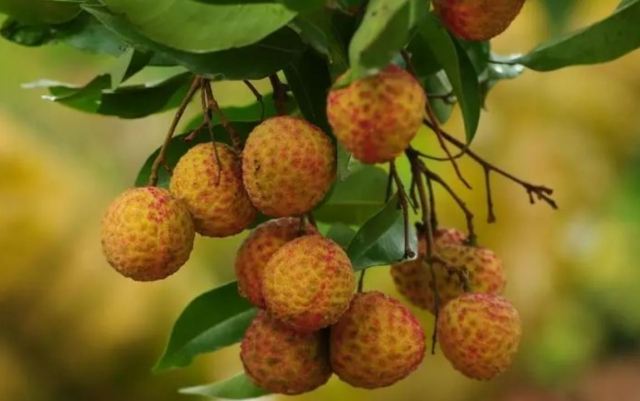 ��֦���c(di��n)�l(f��)�S߀�ܳԆ� ��֦��ô��������r