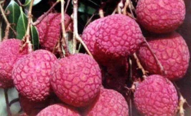 荔枝可以放在冰箱保存嗎 那荔枝如何保存才好 荔枝可以放在冰箱保存嗎 那荔枝如何保存才好