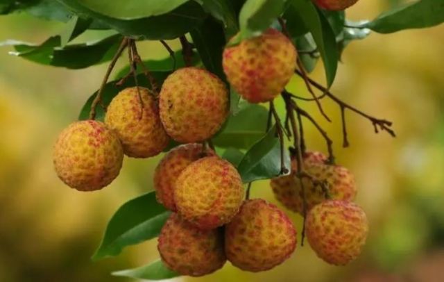 荔枝可以放在冰箱保存嗎 那荔枝如何保存才好 荔枝可以放在冰箱保存嗎 那荔枝如何保存才好