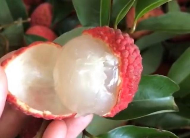 ��֦һ�γԶ��ٺ��m ����֦��(hu��)���y(c��)�����{��