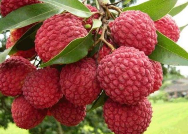 �p�ʿ��Գ���֦�� ��Щ�˲��m�ϳ���֦