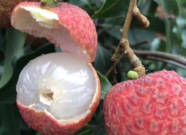 ����ĎX�ϼѹ�������֦ ��γ����РI(y��ng)�B(y��ng)