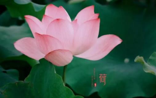 夏至過后天氣有什么變化?夏至后降雨量會怎么樣 夏至過后天氣有什么變化?夏至后降雨量會怎么樣