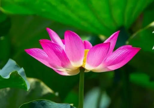 今年三伏天會很熱嗎?三伏天吃什么好排濕氣 今年三伏天會很熱嗎?三伏天吃什么好排濕氣