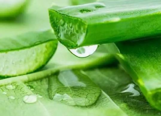 新鮮蘆薈擦臉為什么會刺痛?新鮮蘆薈擦臉有什么副作用 新鮮蘆薈擦臉為什么會刺痛?新鮮蘆薈擦臉有什么副作用