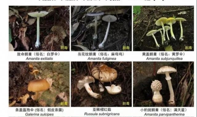 菌中毒為啥會看見“小人人”?解答來了 菌中毒為啥會看見“小人人”?解答來了