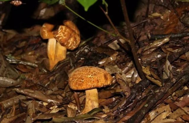 菌中毒為啥會看見“小人人”?解答來了 菌中毒為啥會看見“小人人”?解答來了