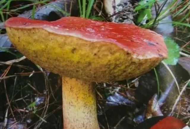 Ҋ���ൽ���Л]�ж� ���һ�ڶ���������