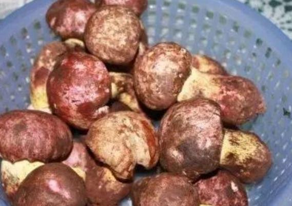 吃菌中毒會出現幻覺嗎 吃菌中毒出現幻覺怎么辦 吃菌中毒會出現幻覺嗎 吃菌中毒出現幻覺怎么辦