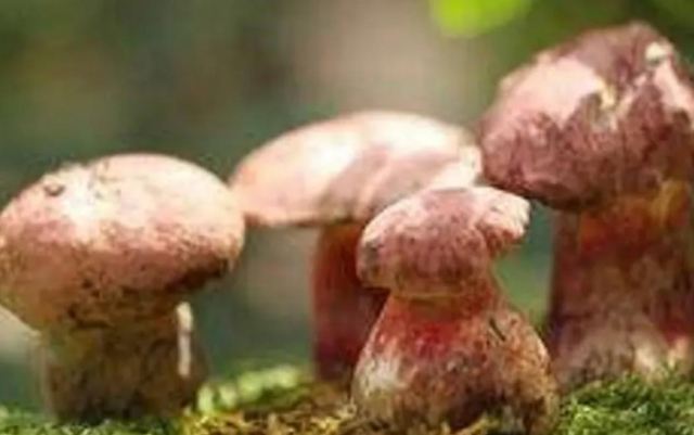 吃菌中毒會出現幻覺嗎 吃菌中毒出現幻覺怎么辦 吃菌中毒會出現幻覺嗎 吃菌中毒出現幻覺怎么辦