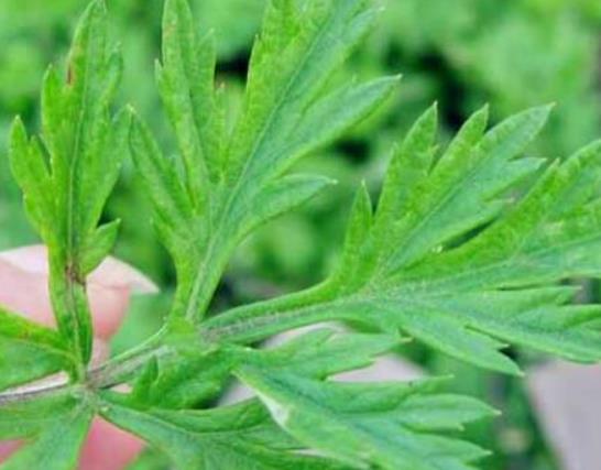 用艾草洗頭有哪些副作用?艾草水洗頭可以止癢嗎 用艾草洗頭有哪些副作用?艾草水洗頭可以止癢嗎