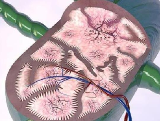 �ܲ��Ͳ�״β����������ܲ�Ӱ�������