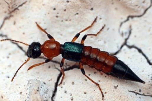 ������Fһֻ�[���x߀���кܶ��᣿��ô�Д��ǲ��Ǳ��[���xҧ��