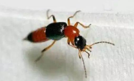 ������Fһֻ�[���x߀���кܶ��᣿��ô�Д��ǲ��Ǳ��[���xҧ��