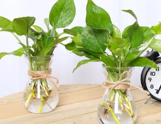 �G�}�I�BҺ����ֱ�Ӽ�ˮ���ھG�}�φ᣿�G�}��̫ꖵ����_��ʽ