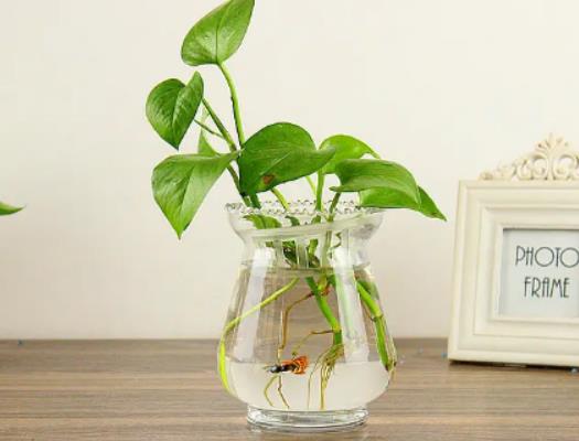 綠蘿能開花嗎?綠蘿可以淋雨嗎 綠蘿能開花嗎?綠蘿可以淋雨嗎