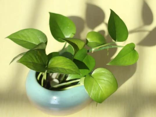 室內綠蘿多久澆一次水?綠蘿長蟲子了怎么治 室內綠蘿多久澆一次水?綠蘿長蟲子了怎么治