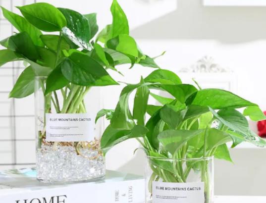 綠蘿能放臥室嗎對身體有害嗎?綠蘿可以泡在水里養(yǎng)嗎 綠蘿能放臥室嗎對身體有害嗎?綠蘿可以泡在水里養(yǎng)嗎