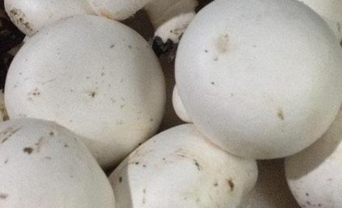 蘑菇怎么清洗才干凈 白蘑菇該怎么洗