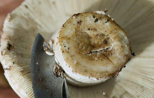 蘑菇怎么清洗才干凈 白蘑菇該怎么洗