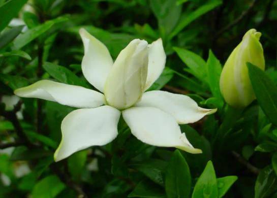 梔子花忘記澆水蔫了還能不能活?梔子花適合放在哪里養(yǎng)護