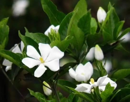 盆栽的梔子花能長多高?梔子花可以一直水培嗎