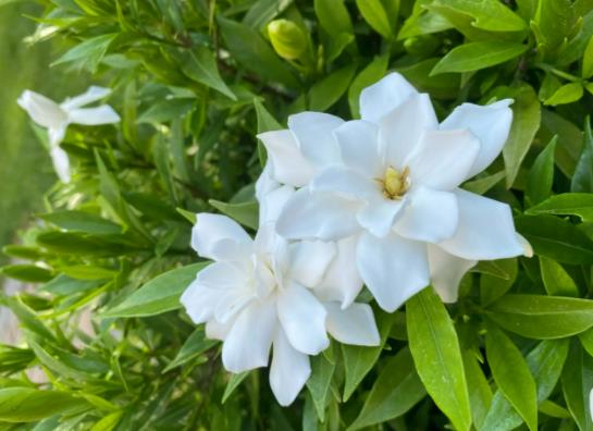 梔子花半個月沒澆水蔫了怎么補救?梔子花從下往上黃葉是怎么回事