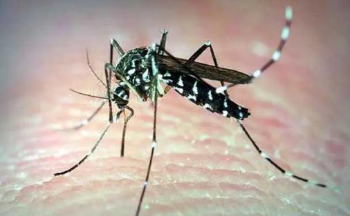 有蚊子噴香水管用嗎 有蚊子一直在耳邊叫怎么辦