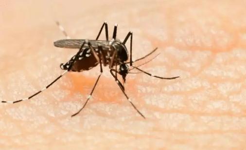 有蚊子噴香水管用嗎 有蚊子一直在耳邊叫怎么辦