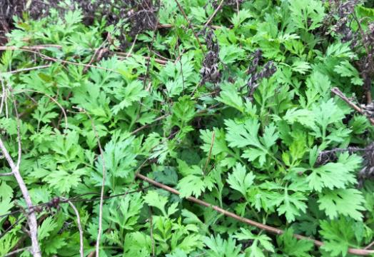 端午節(jié)艾草掛幾根有講究嗎?端午節(jié)掛艾草要掛幾天