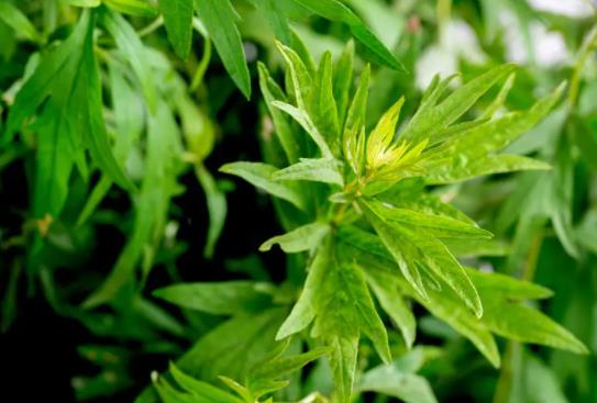 端午節(jié)艾草掛幾根有講究嗎?端午節(jié)掛艾草要掛幾天