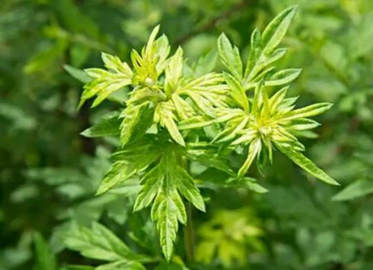 端午節(jié)艾草掛幾根有講究嗎?端午節(jié)掛艾草要掛幾天