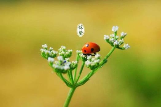驚蟄有什么忌諱?驚蟄節氣要做哪些農事
