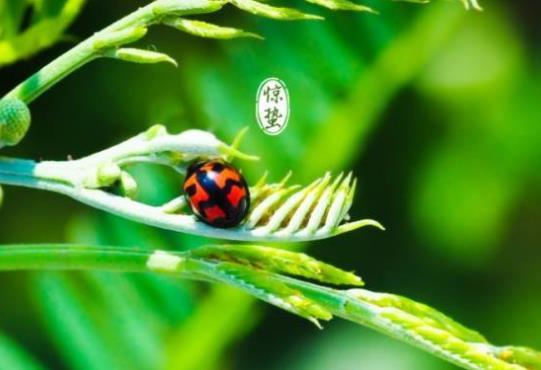 驚蟄節氣有什么特點?驚蟄節氣飲食注意事項