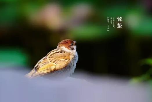 驚蟄的蟄怎么讀?驚蟄前打雷好不好