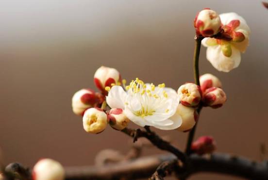 2022年是哪個屬相的躲春?2022年屬虎的在本命年需要躲春嗎