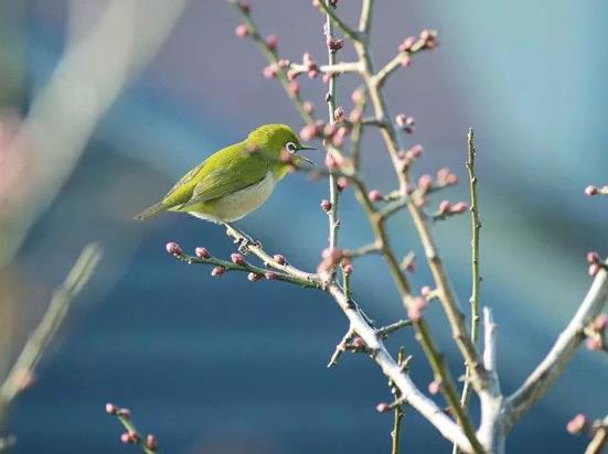 立春為什么要躲春?立春躲春需要躲一天嗎?
